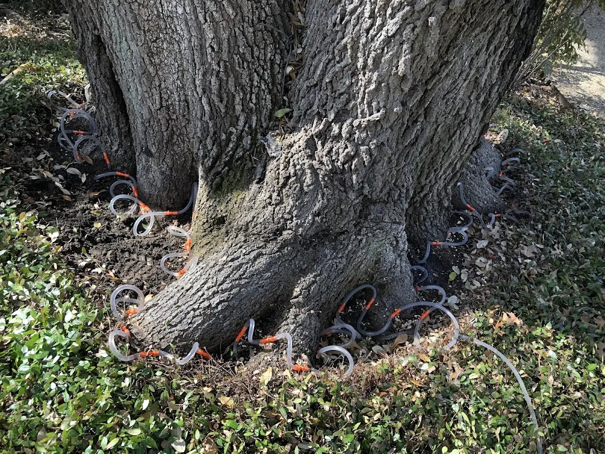 Detailed Tree Cabling and Bracing job site in Paris