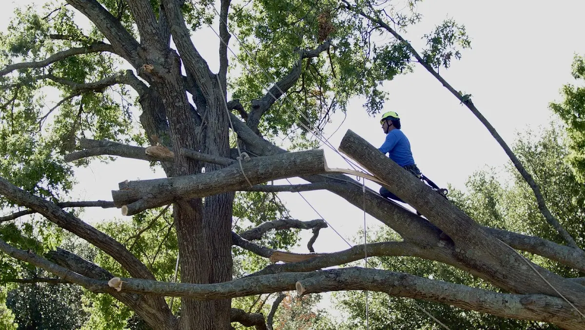 Professional Crown Thinning performed by certified arborists in Paris
